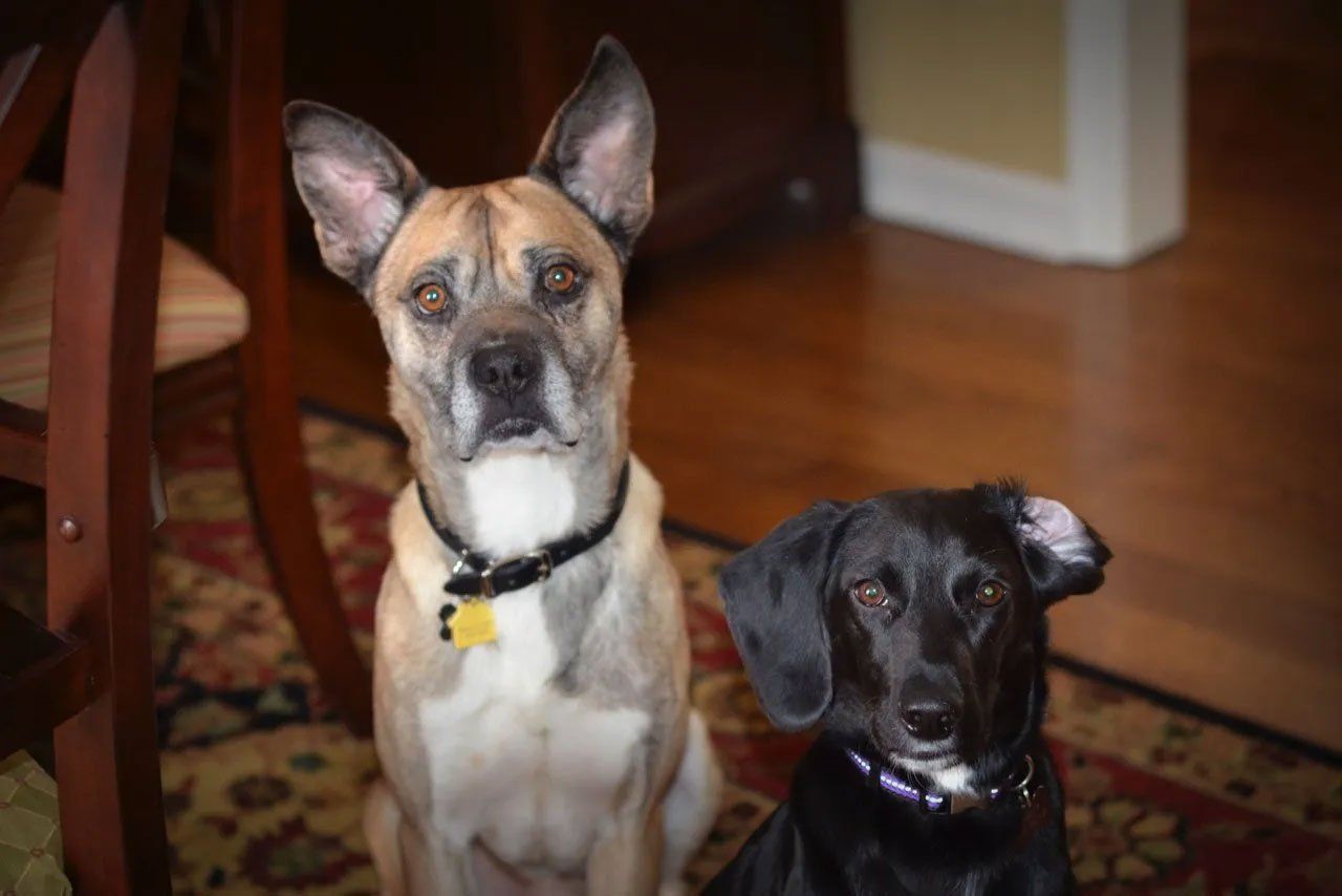 Pet and House Sitting Services