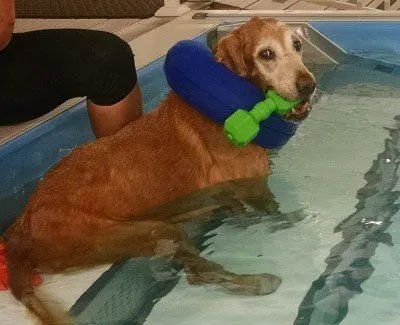 Pet and House Sitting Services