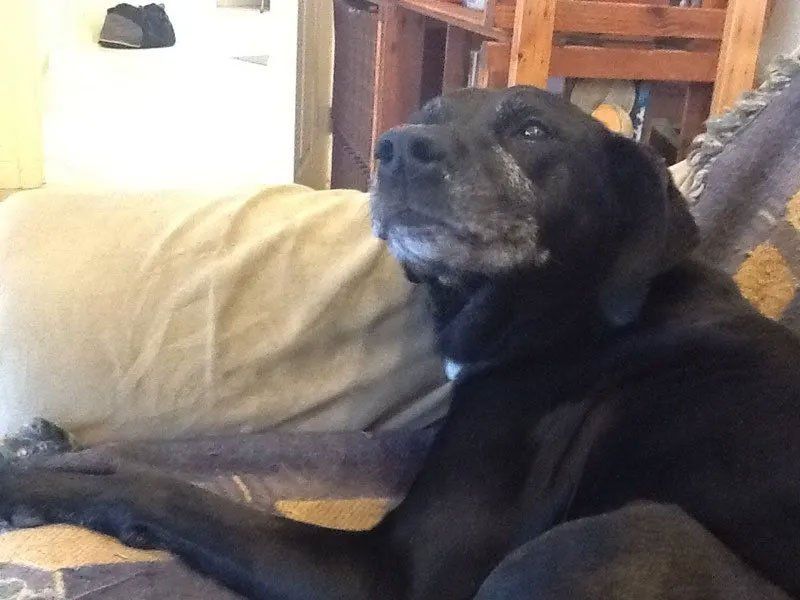 Pet and House Sitting Services