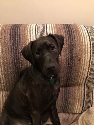 Pet and House Sitting Services