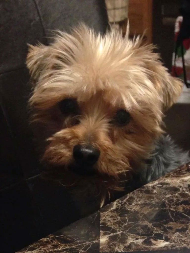 Pet and House Sitting Services