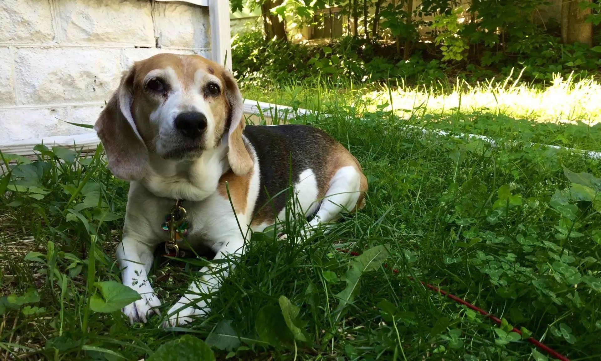 Pet and House Sitting Services