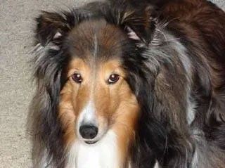 Pet and House Sitting Services