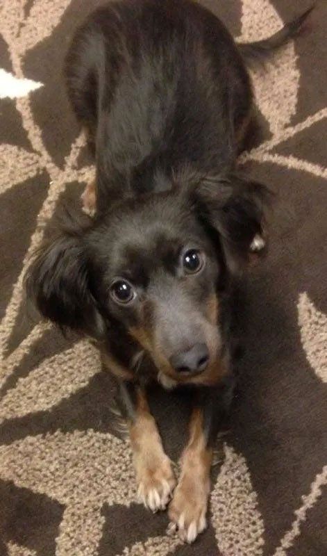 Pet and House Sitting Services