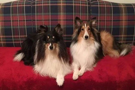 House Sitting Services