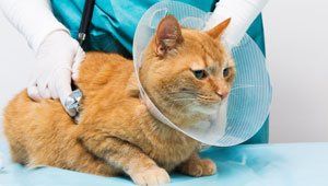 Animal care