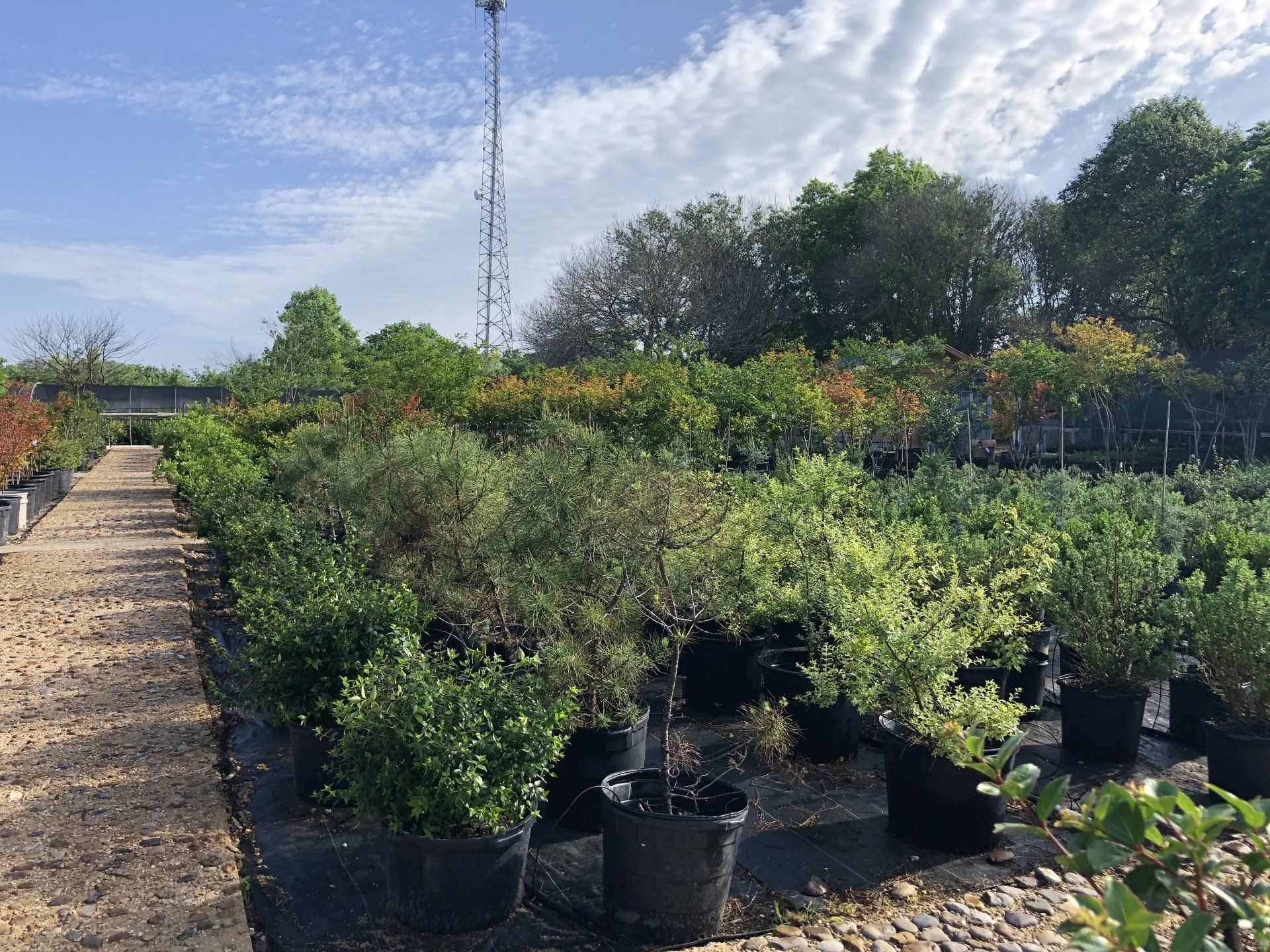 Various selection of plants