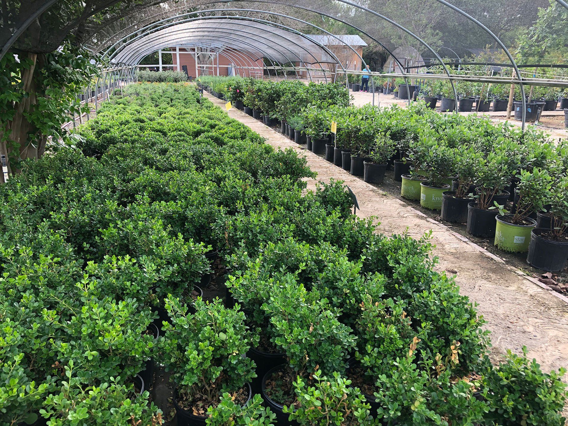 Various selection of plants for landscaping