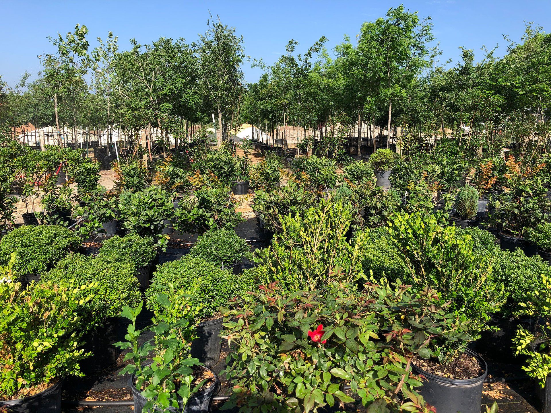 Different plants for landscaping