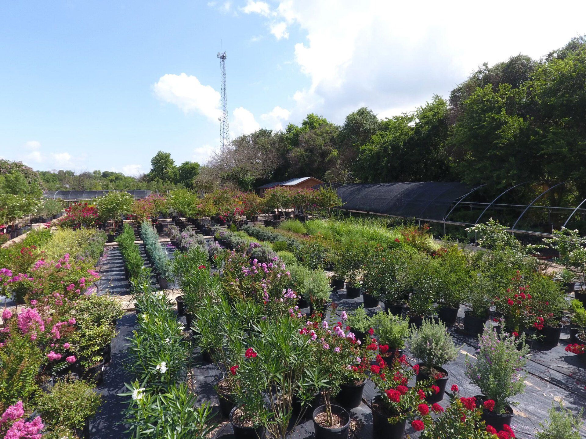 Native plants, shrubs, and grass for landscaping