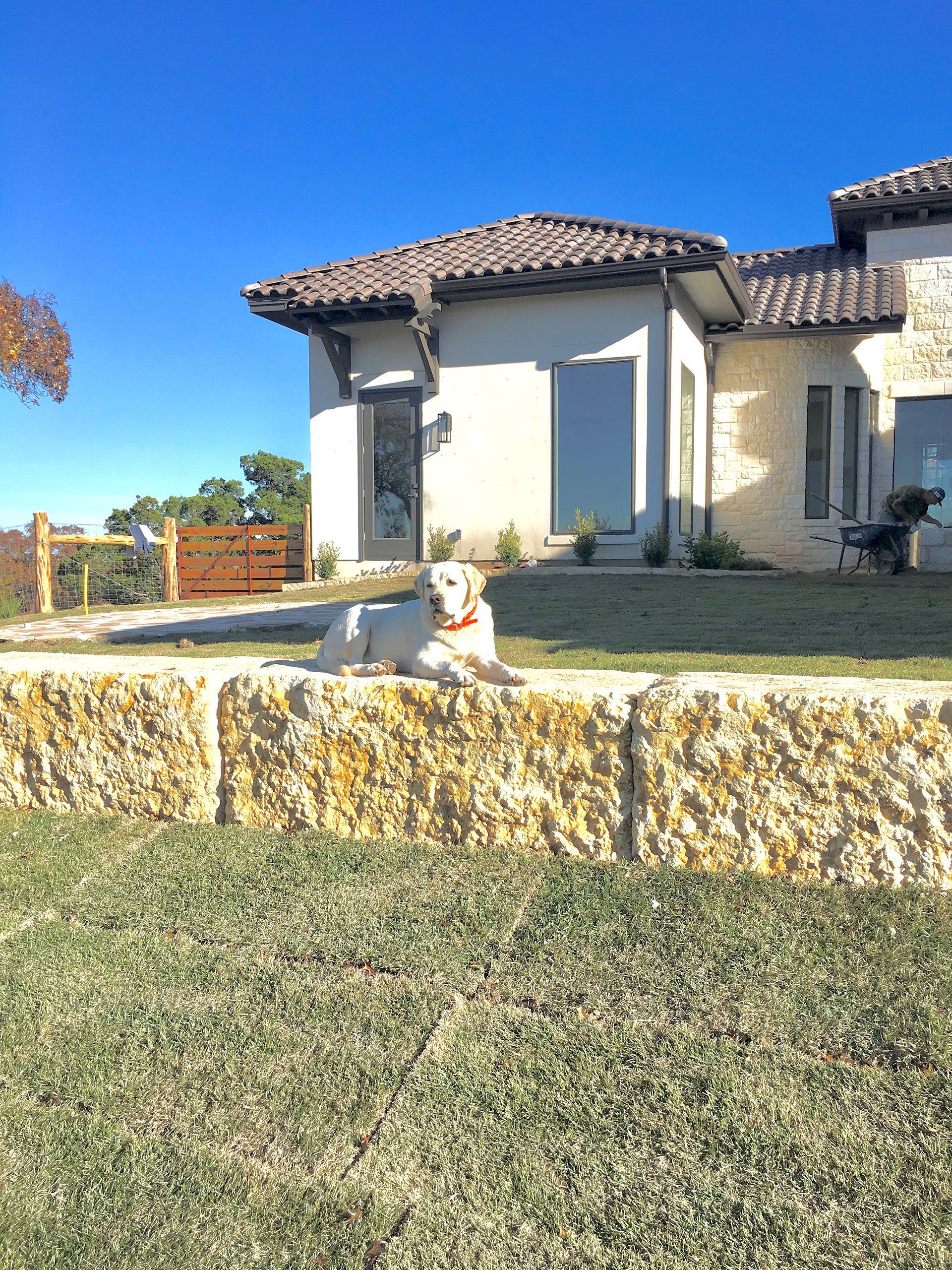 White dog resting on a retaining wall