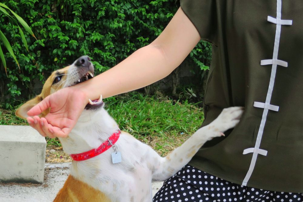 Dog playfully biting a person's arm. The dog is wearing a red collar. Green foliage in the background.
