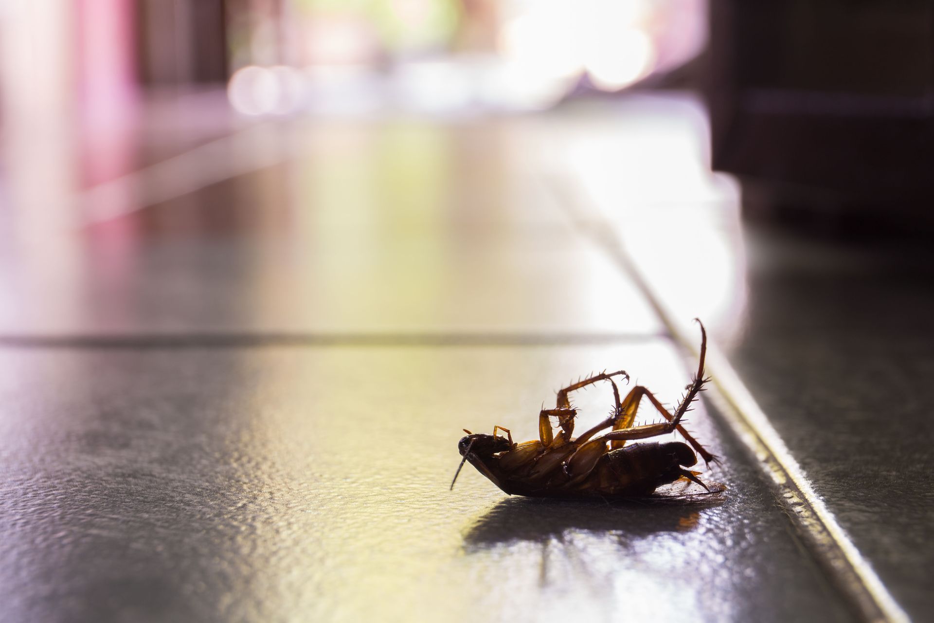 cockroach treatment