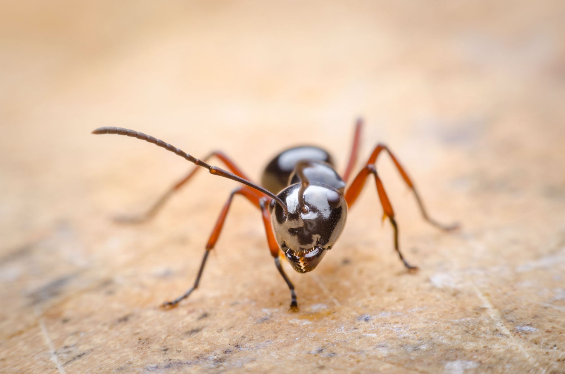 Close-up of an ant on a sandy surface, facing the camera with long antennae visible