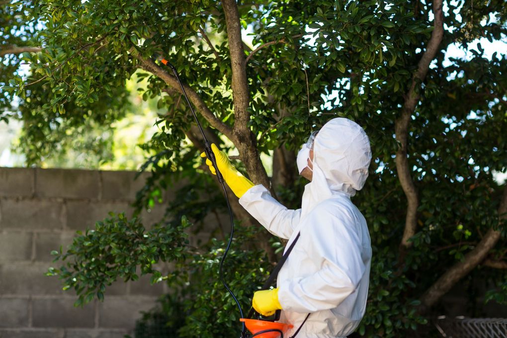 A man in a protective suit is spraying a tree with a sprayer.