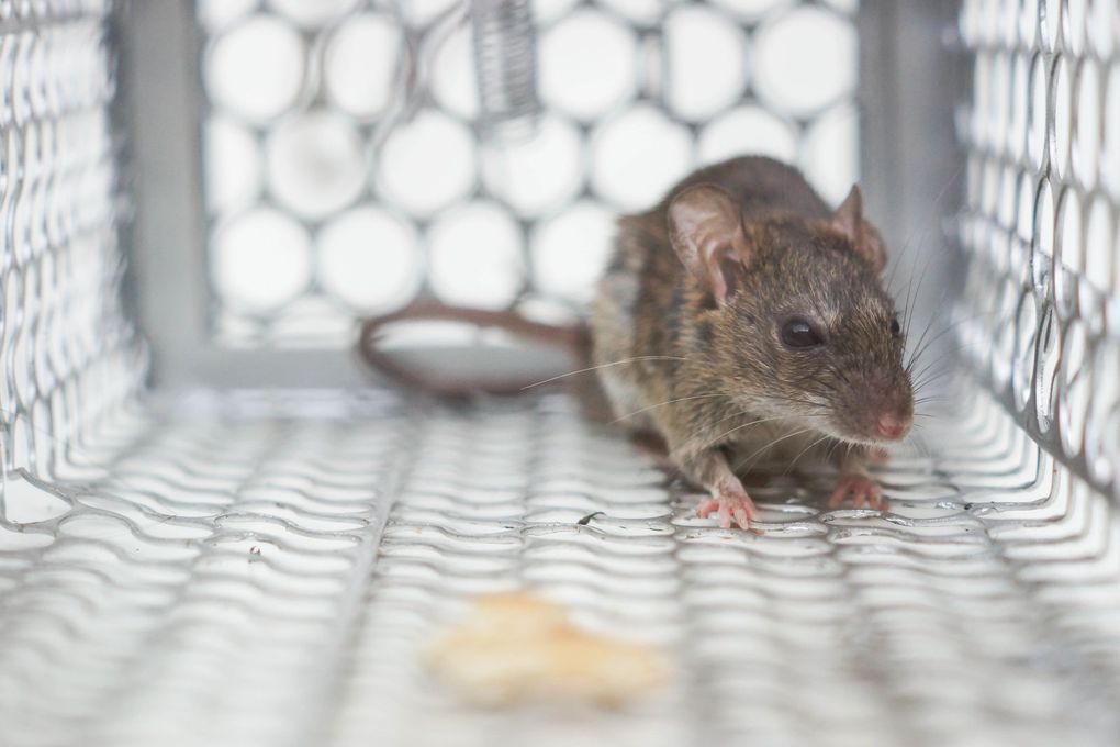 A mouse is sitting in a metal cage.