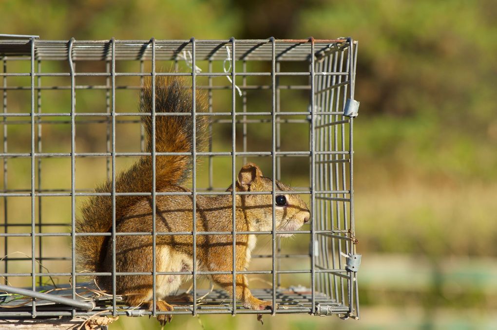 A squirrel is sitting in a metal cage.