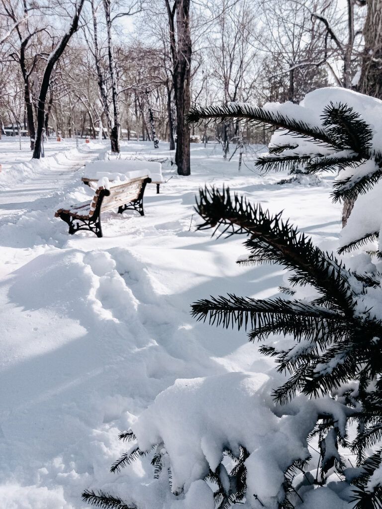Snow-covered park with benches and footprints in the snow. Evergreen tree in the foreground.