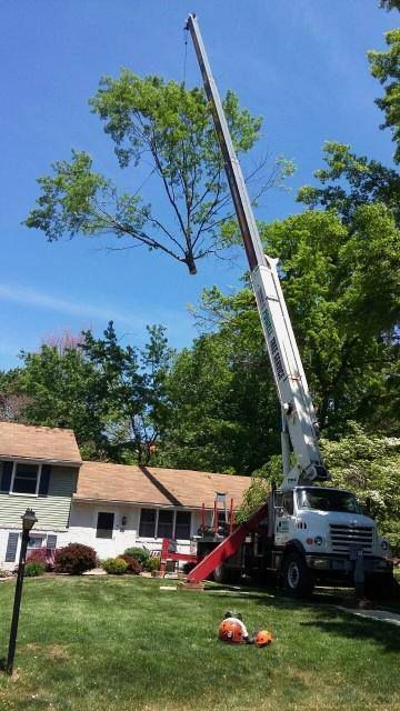 Tree removal