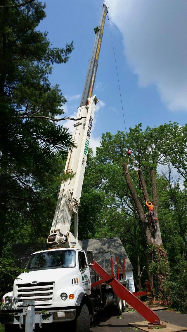 Tree removal