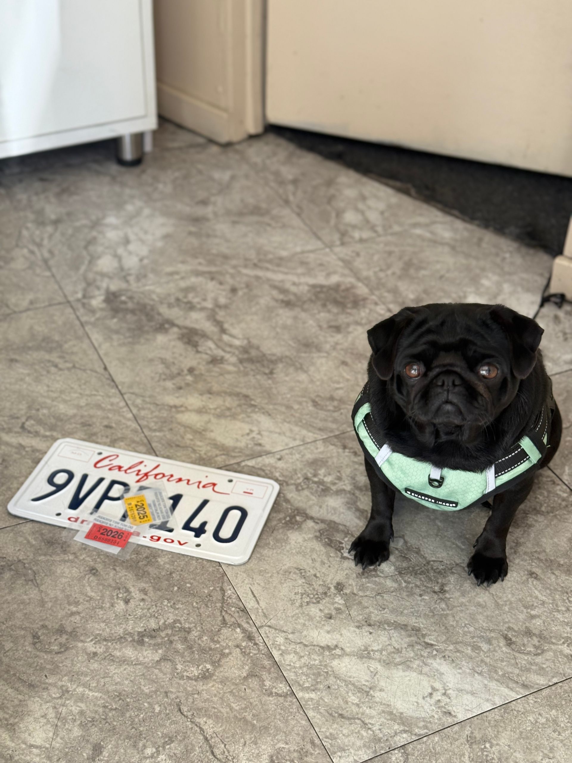 Black pug wearing a mint harness beside a California license plate on a tiled floor