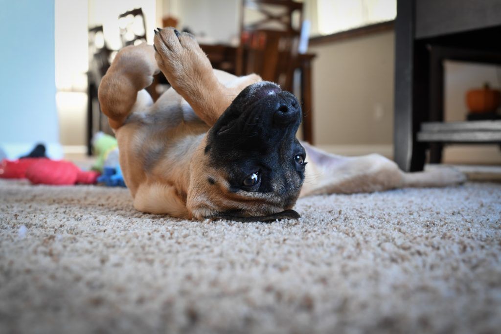 A pug dog laying on its back on a carpet