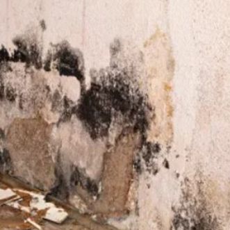 A close up of a wall with black mold on it.