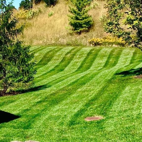 A lush green lawn with a few trees in the background and a hill in the background.