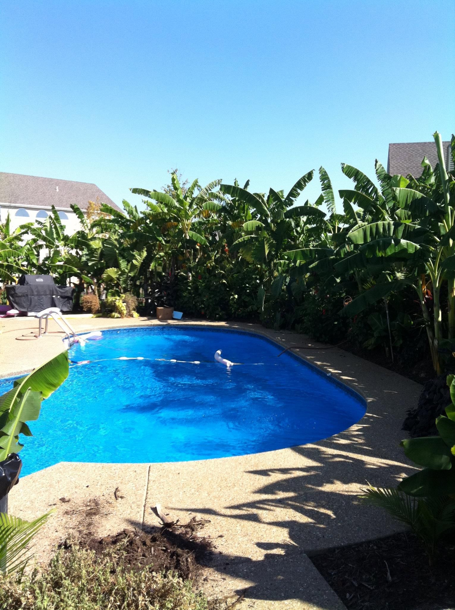 A large blue swimming pool surrounded by trees and bushes