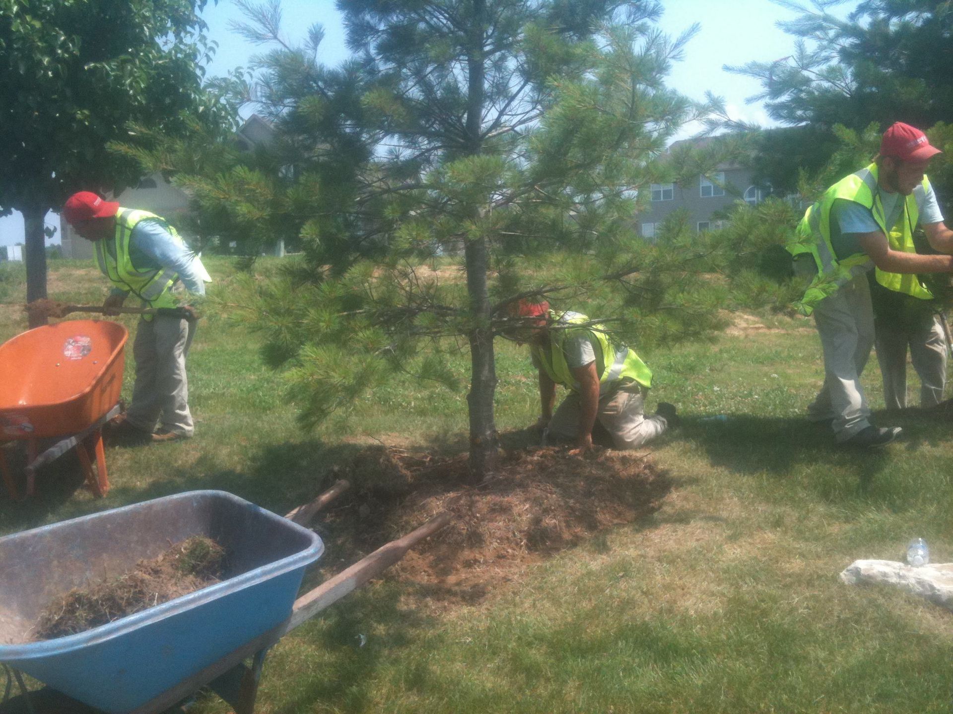 A group of men are planting a tree in a park