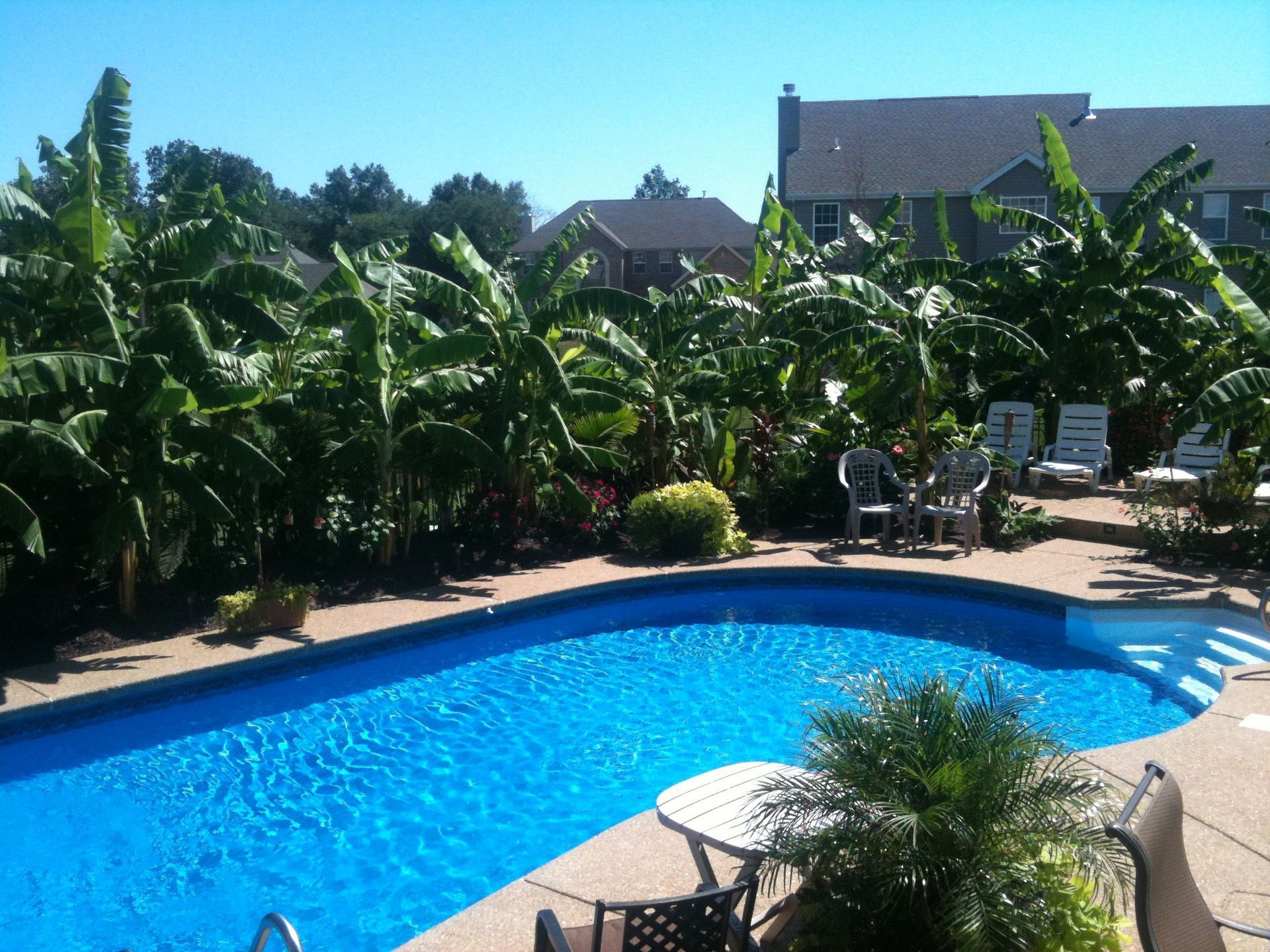 A large swimming pool surrounded by banana trees and chairs