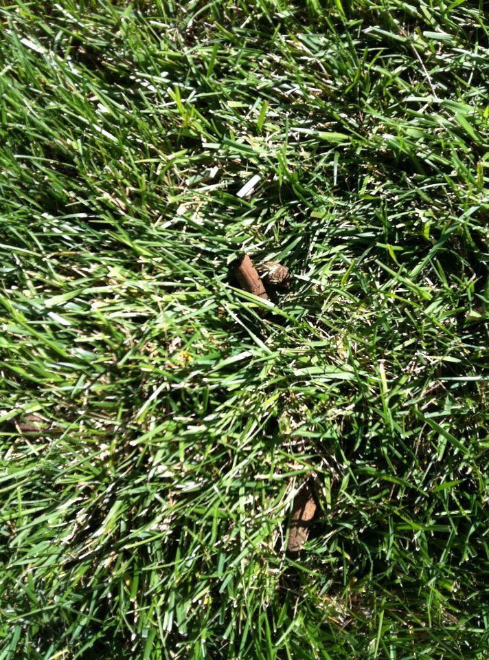 A close up of a lush green lawn with a leaf in the middle.