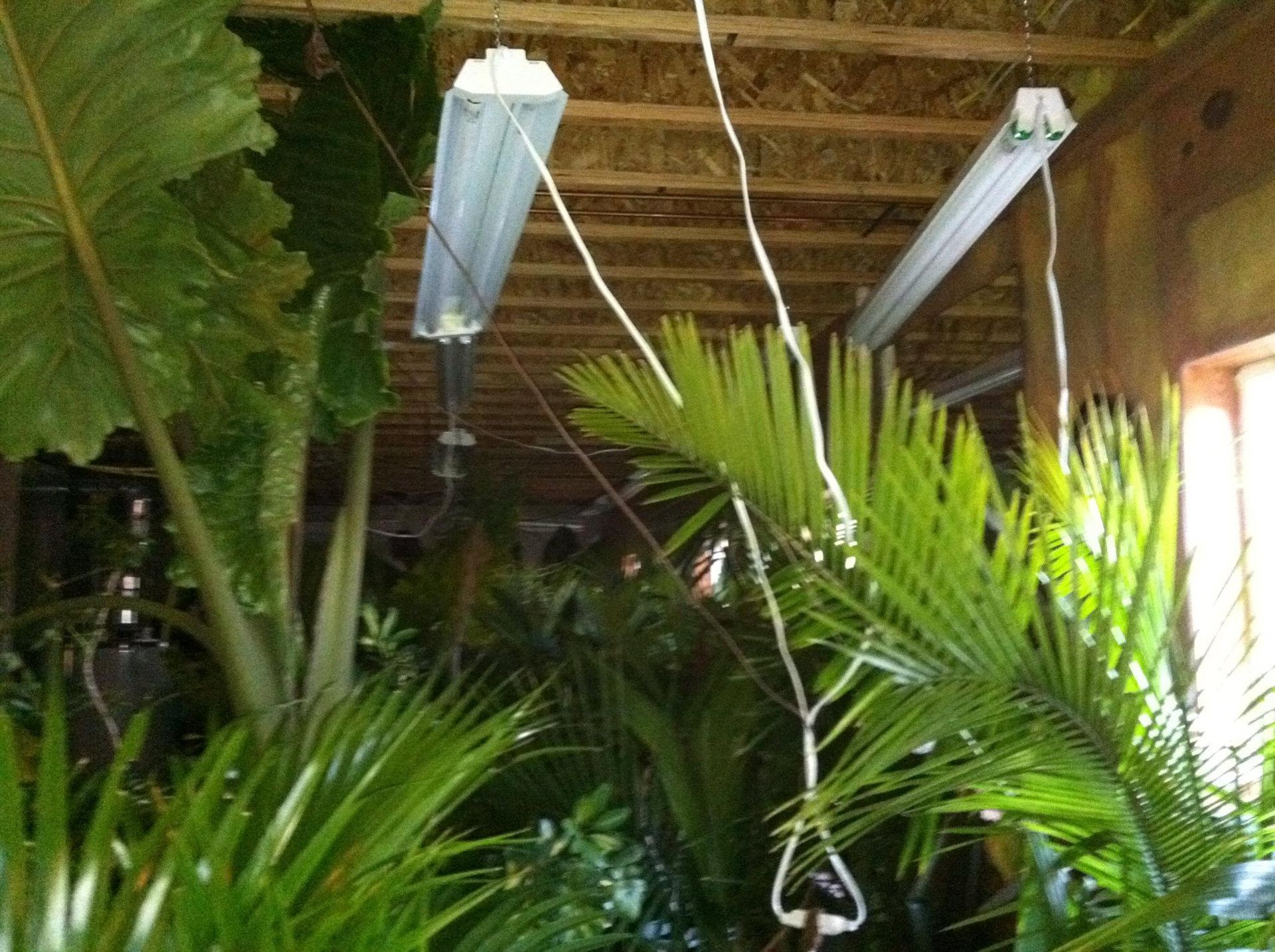 A room with lots of plants and lights hanging from the ceiling