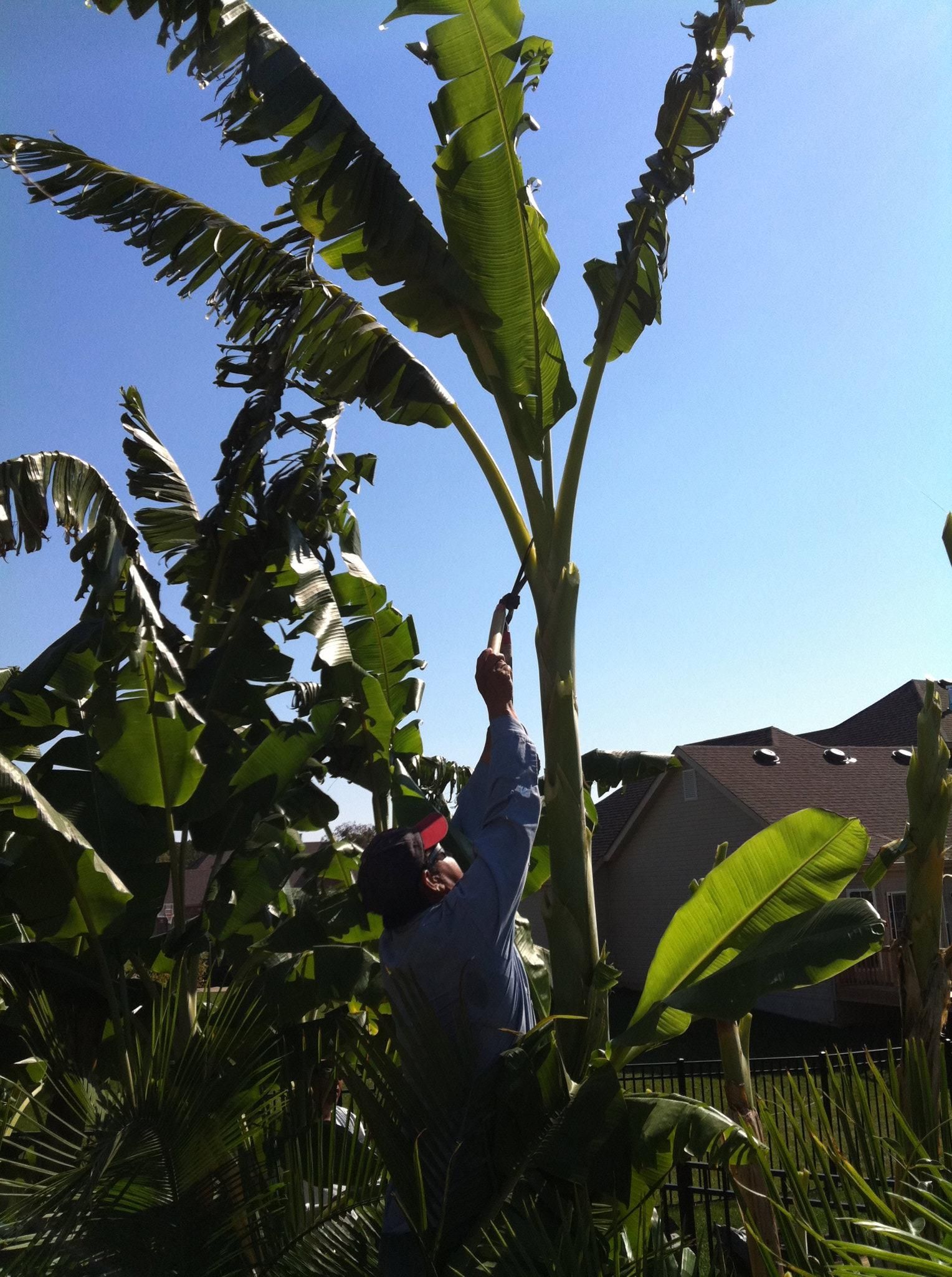 A man is reaching up to a banana tree