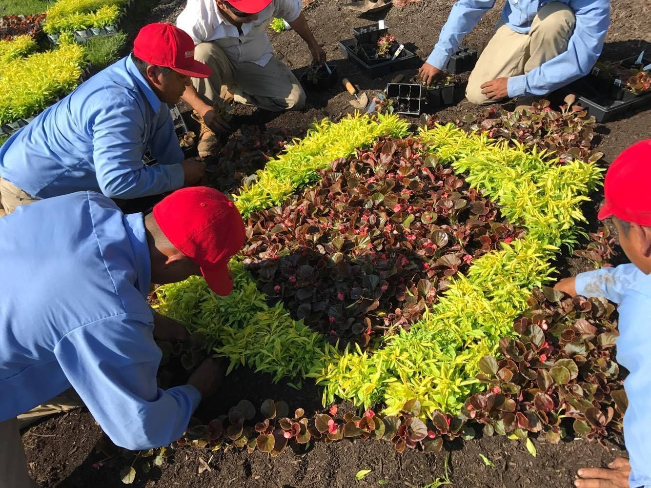 A group of people are planting plants in a garden.