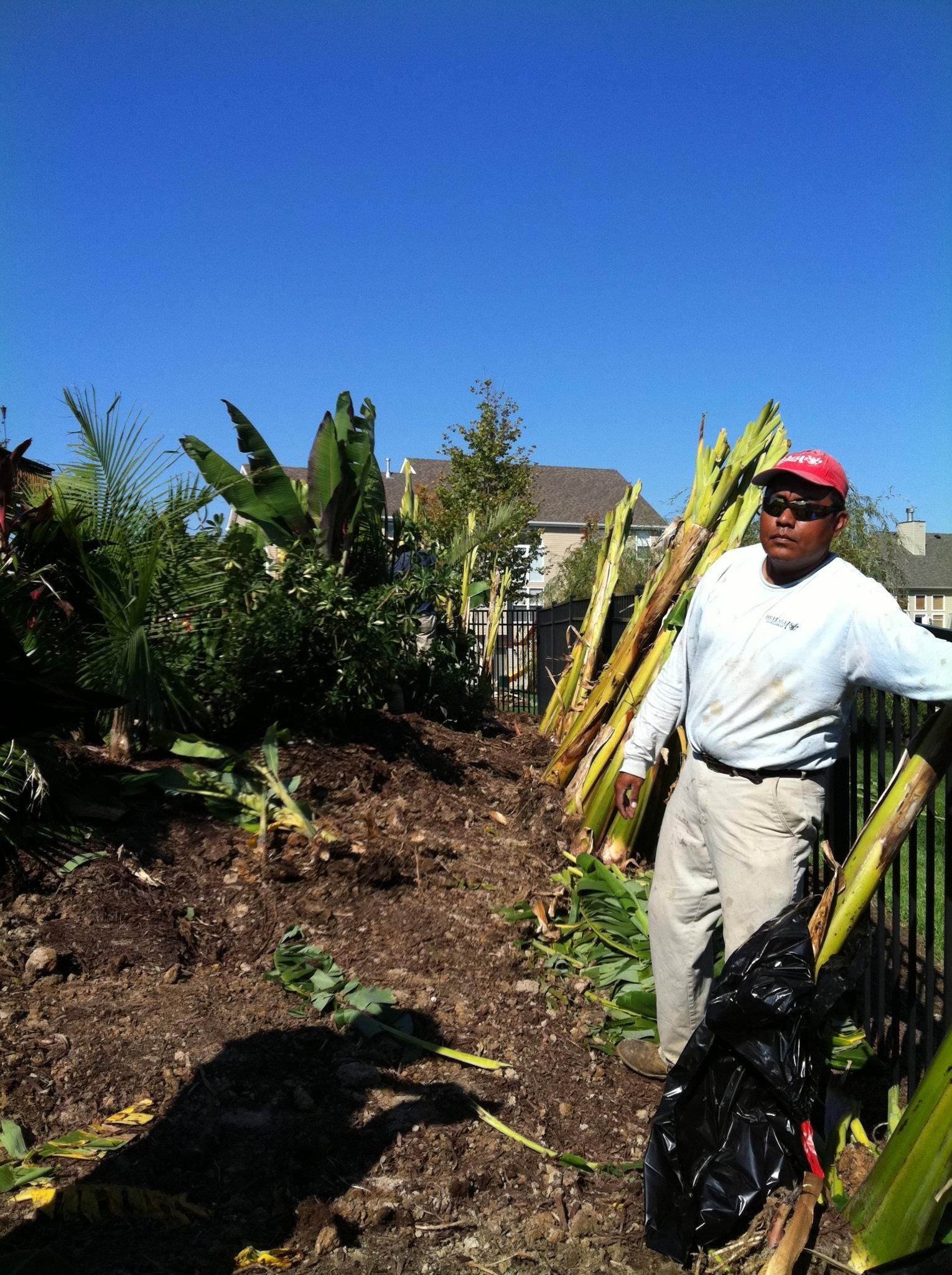 A man is standing in front of a pile of banana leaves.