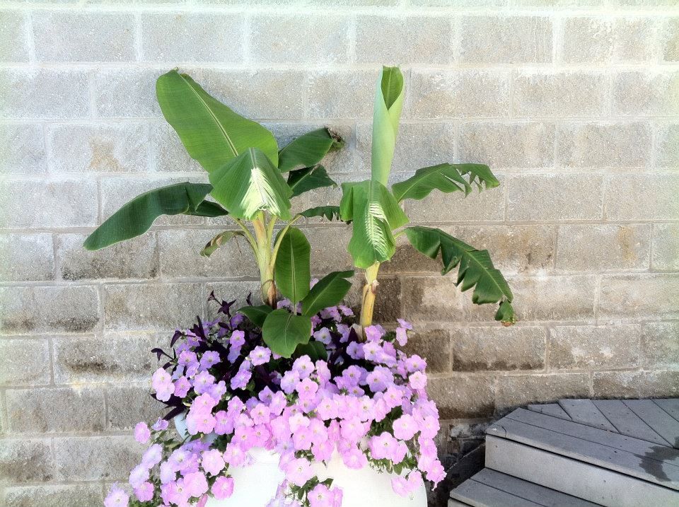 A potted plant with purple flowers and a banana tree in front of a brick wall
