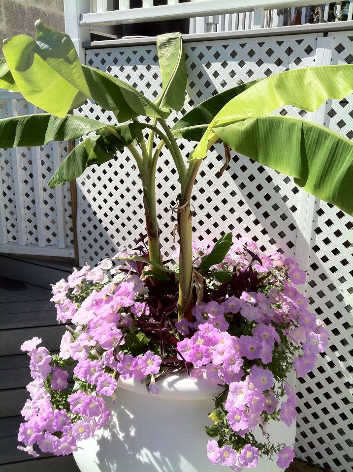 A potted plant with purple flowers and banana leaves