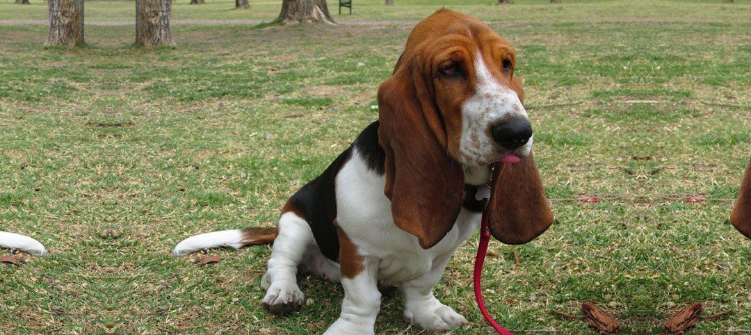 Basset hound dog sitting on grass with a red leash in its mouth. Black, white, and brown fur.