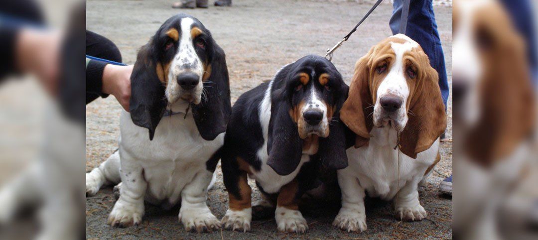 Three Basset Hounds sitting side-by-side, with droopy ears and noses. One black, one black and white, and one brown and white.