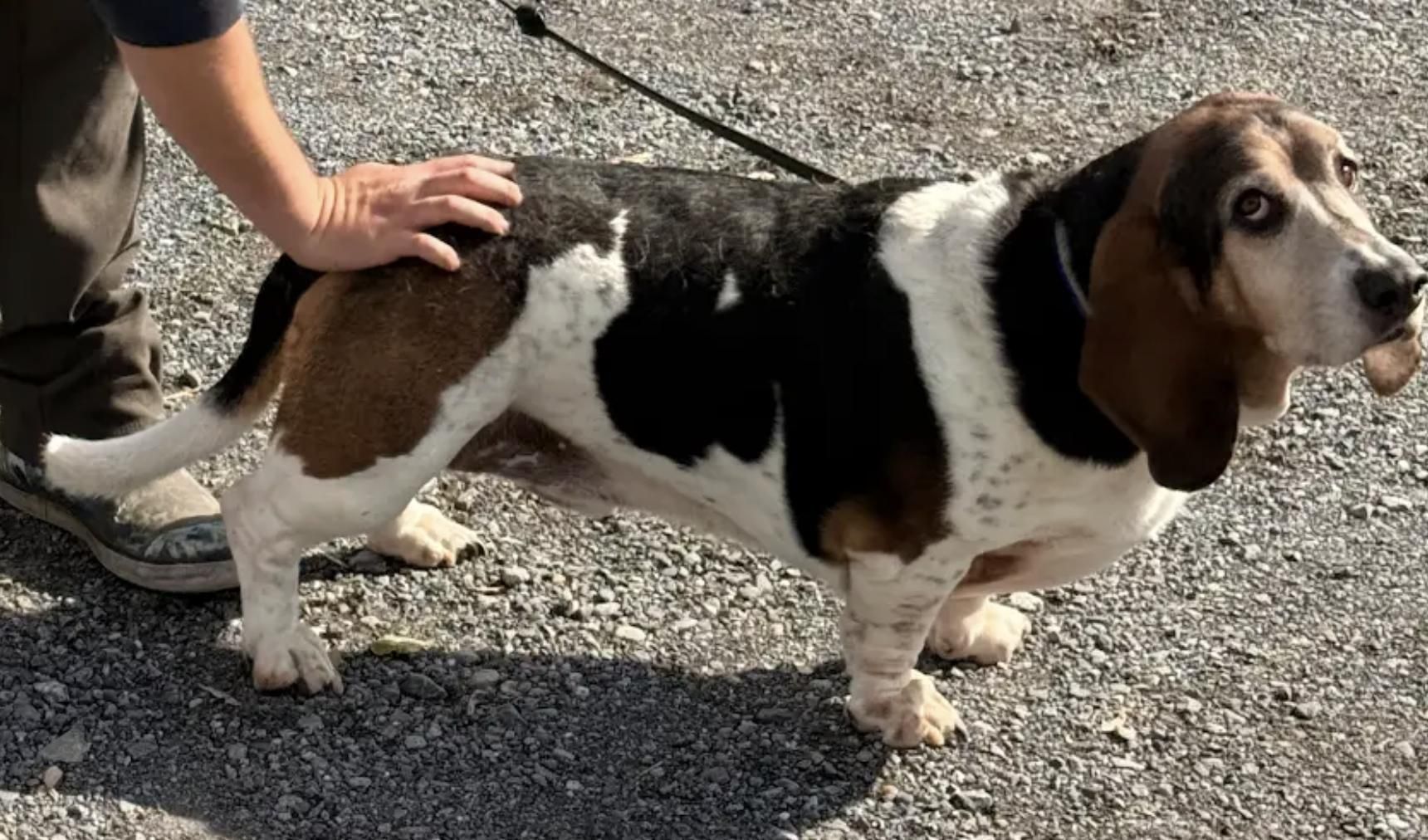 Basset Hound with white, black, and brown fur being petted by a person.