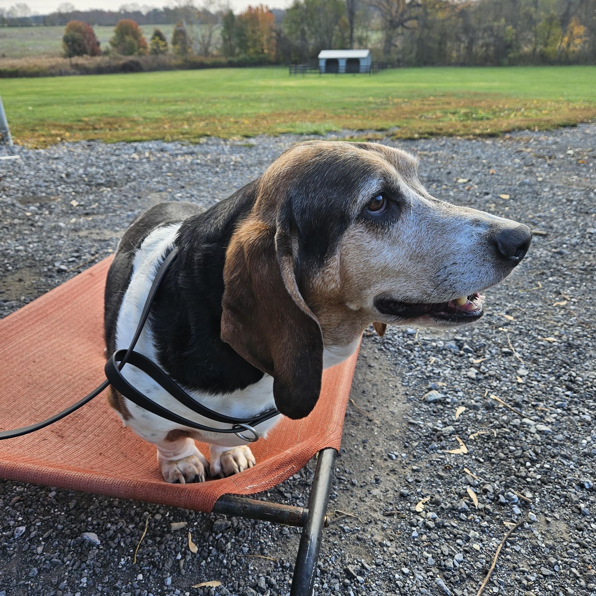 Basset hound dog on a small orange cot in a gravel yard, looking off to the side.