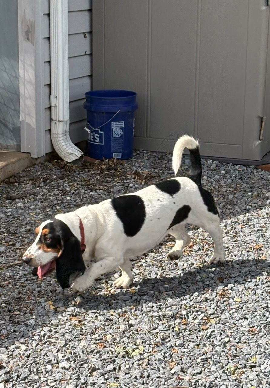 Black-and-white dog sniffing gravel beside a gray shed and blue bucket
