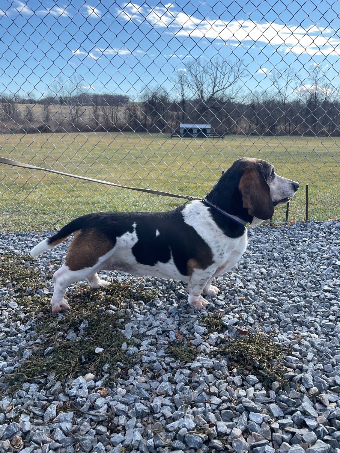 Basset hound standing on gravel in a field, with a fence and blue sky in the background