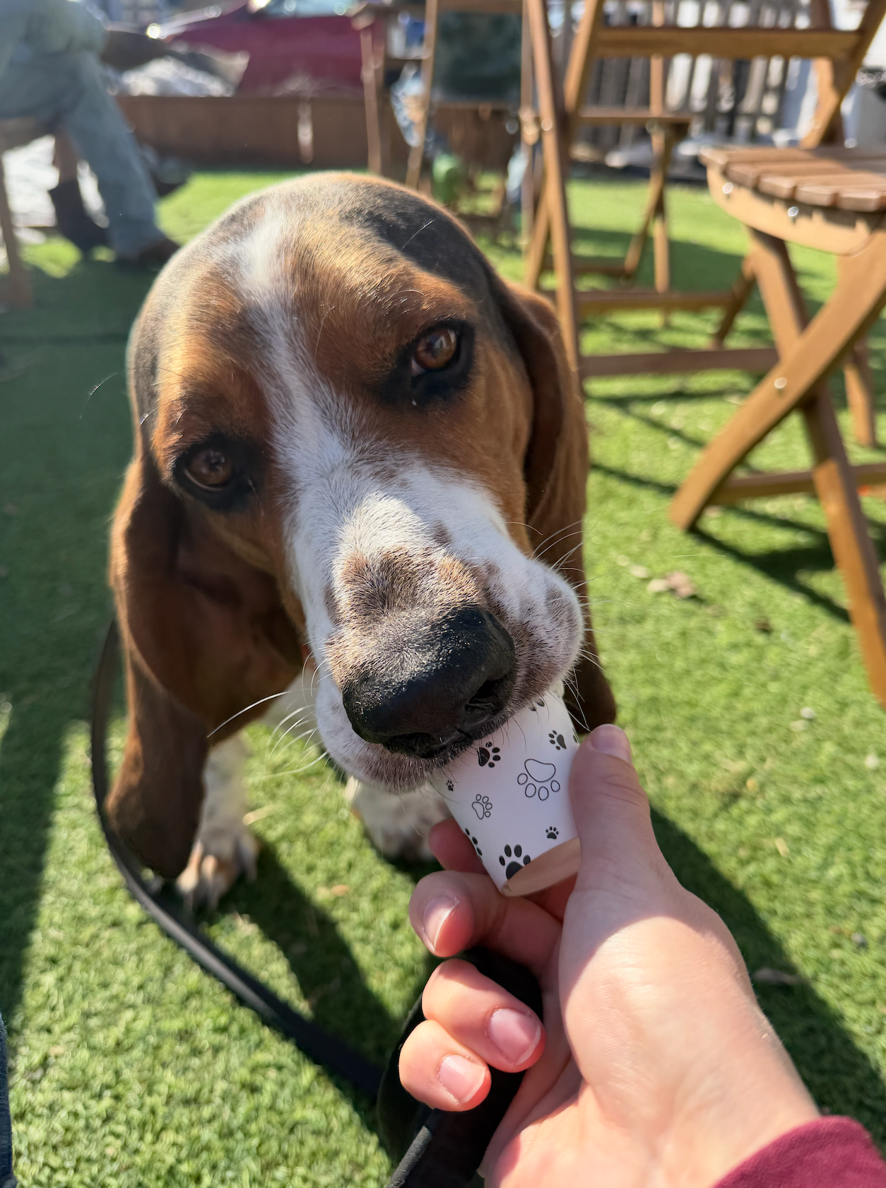 Basset Hound eagerly eats a small treat from a hand outdoors, brown and white fur, sunny day. 