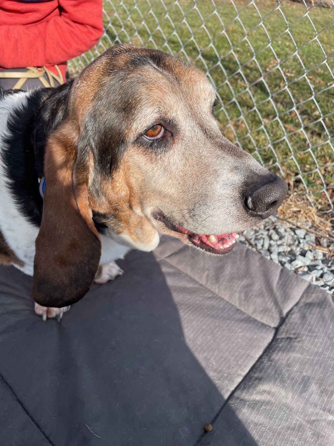 Basset hound with a gray and tan coat lying on a blanket beside a chain-link fence in sunlight