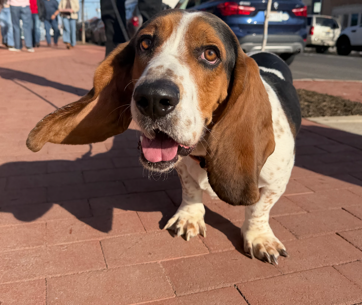 Basset Hound with floppy ears and a happy expression on a brick sidewalk. 