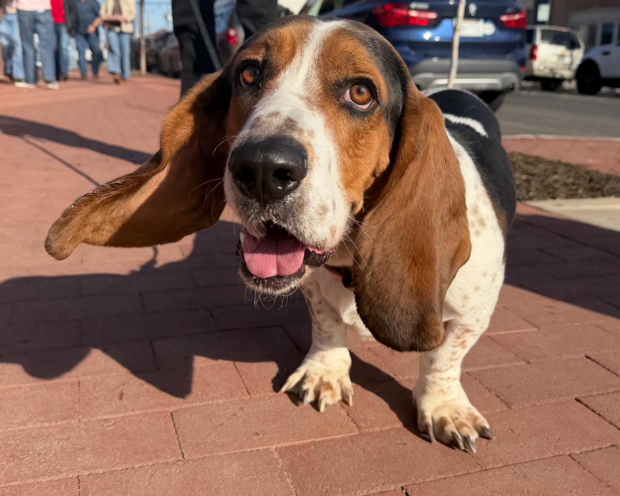 Basset Hound with floppy ears and a happy expression on a brick sidewalk. 