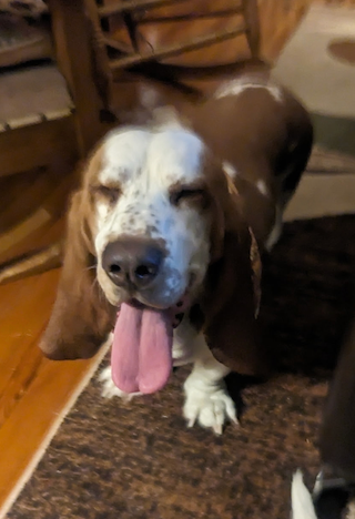 Basset hound with white-and-brown coat sitting indoors, tongue out and looking at the camera.