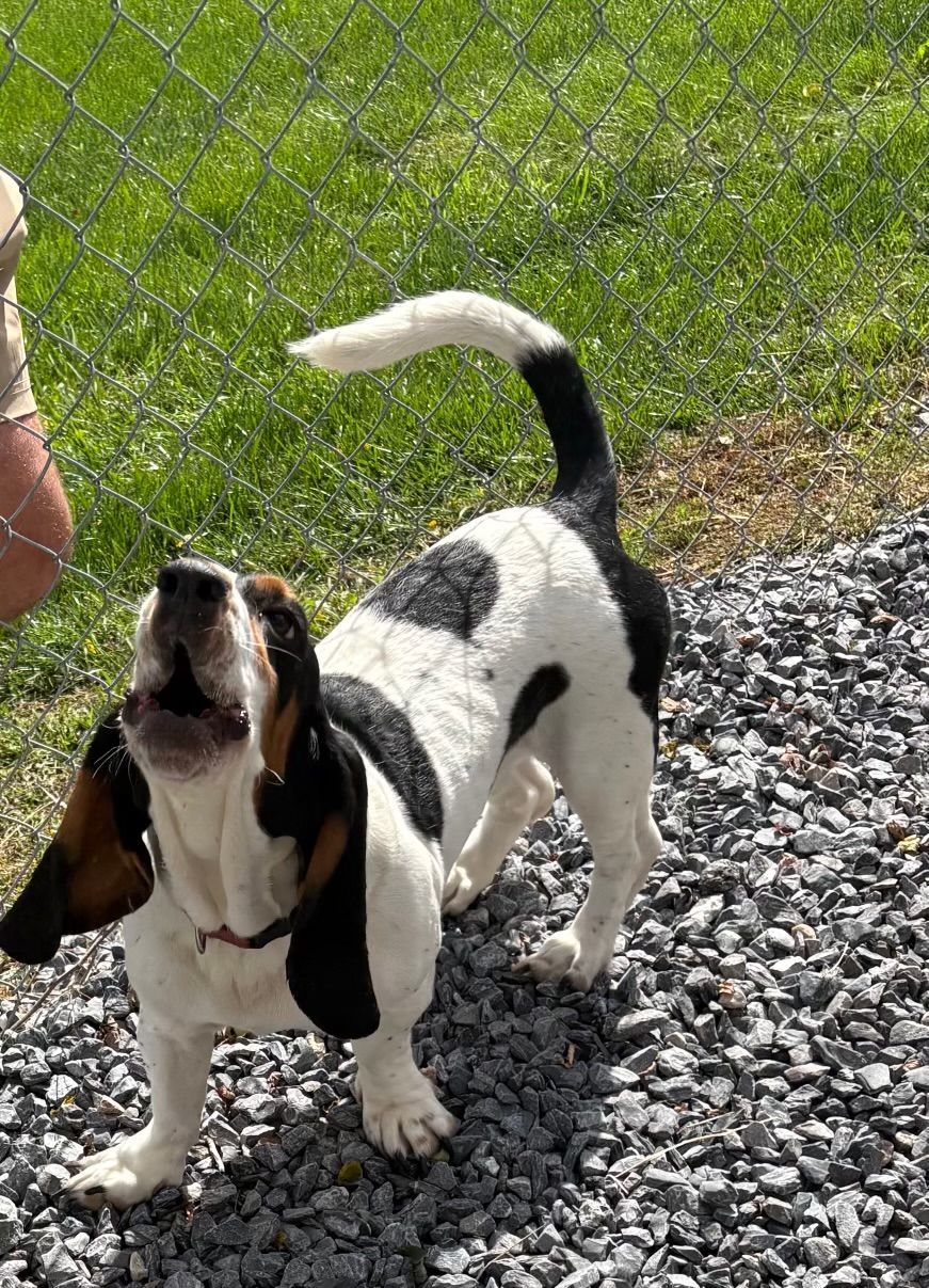 Black-and-white hound on gravel beside a chain-link fence, tail up and mouth open